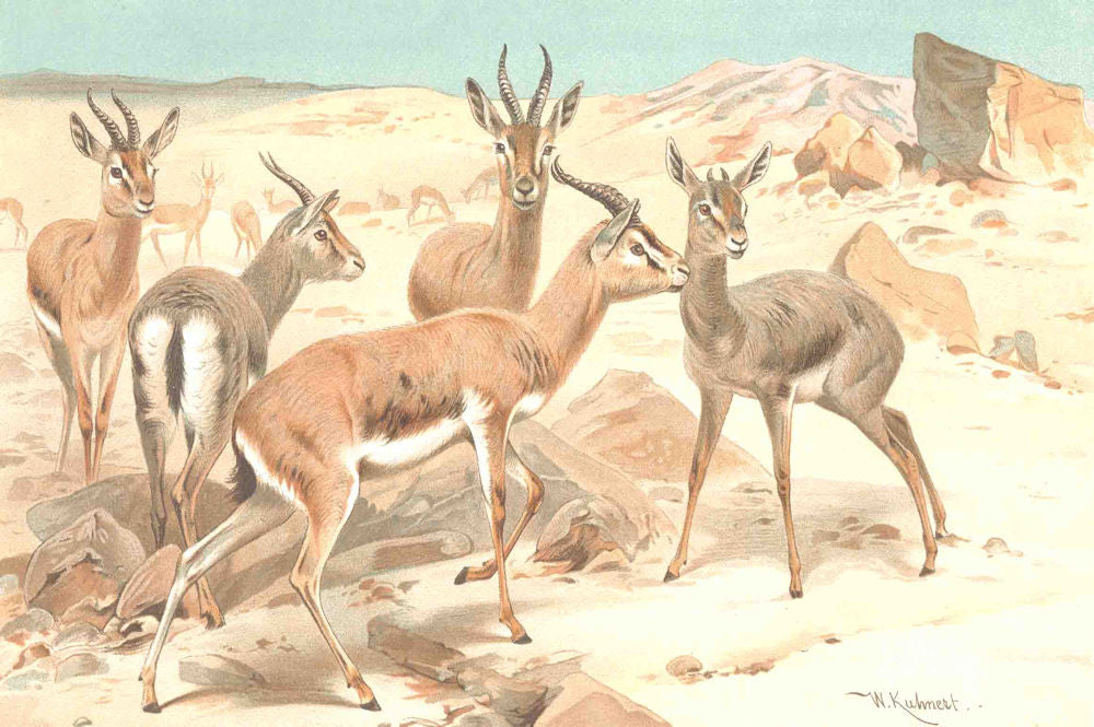 ANTELOPES. Dorcas gazelle 1894 old antique vintage print picture